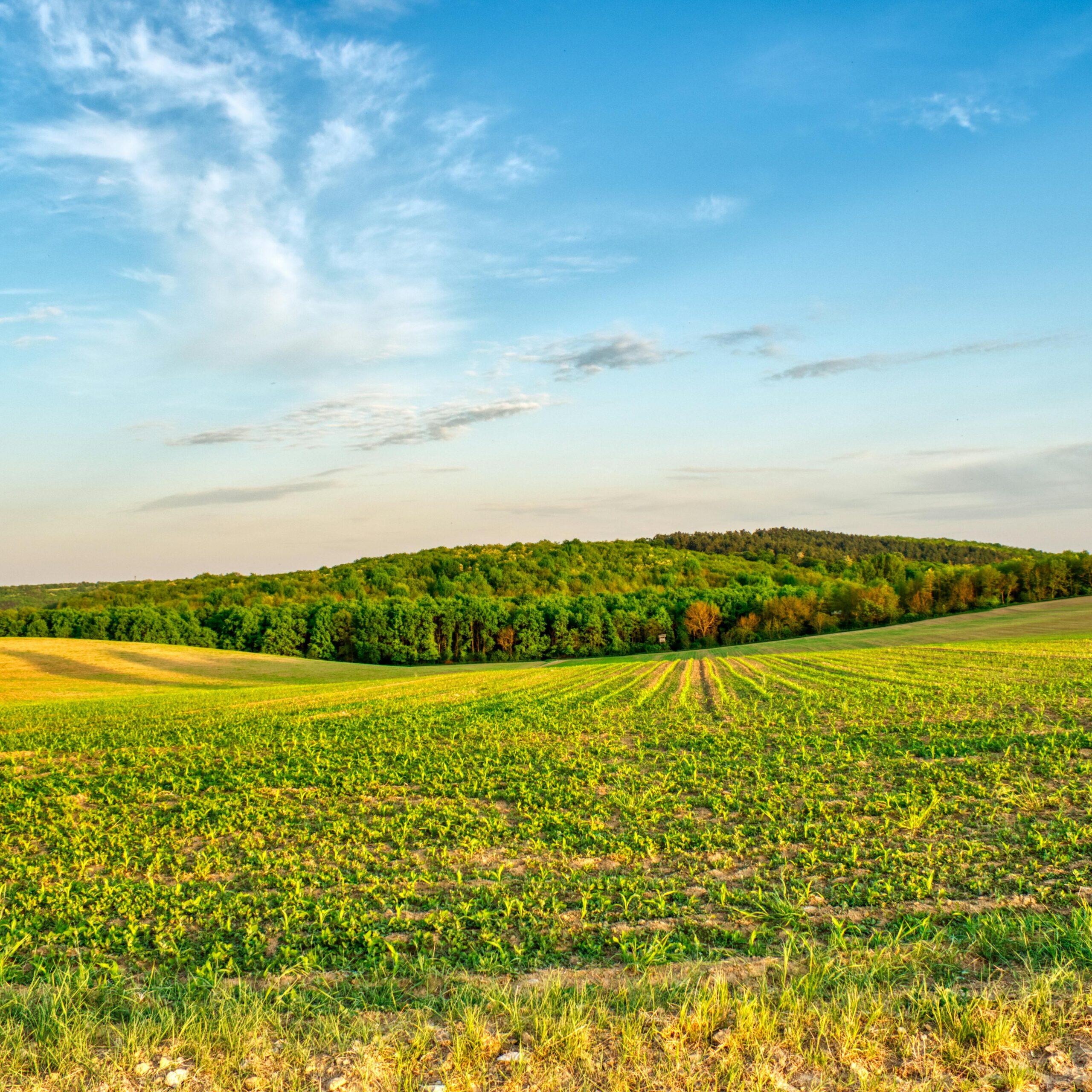 Expansive view of lush green farmland with distant forest under a clear blue sky at daytime.